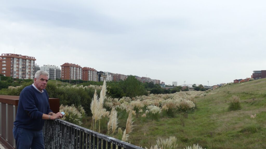 El PRC alerta de la necesidad del plan de erradicación de Plumeros ante la proliferación descontrolada y la llegada de su floración